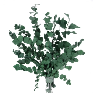 Eukalyptus Stuartiana, stabilisiert, grün - Strauß