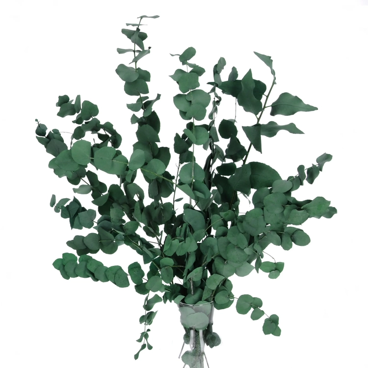 Eukalyptus Stuartiana, stabilisiert, grün - Strauß