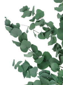 Eukalyptus Stuartiana, stabilisiert, grün - Strauß