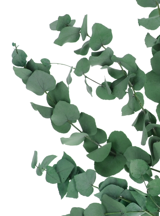 Eukalyptus Stuartiana, stabilisiert, grün - Strauß