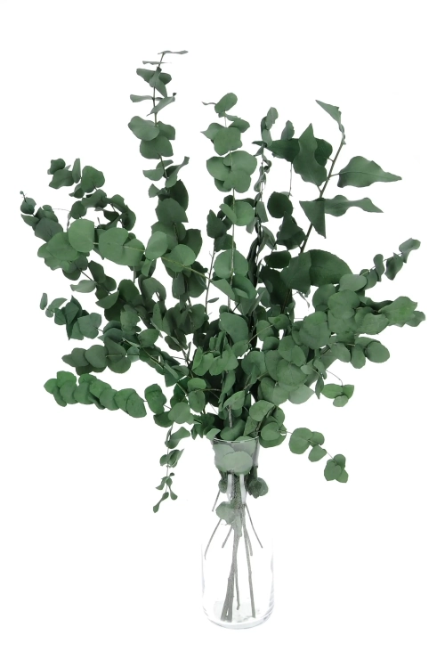 Preserved green Eucalyptus Stuartiana - bunch