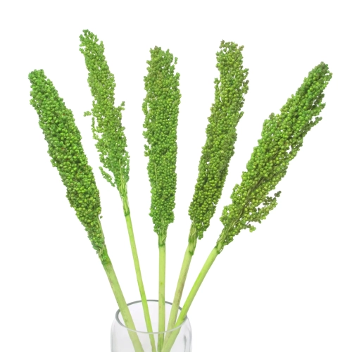 Suszone sorgo zielone ~5 szt. - suszone trawy