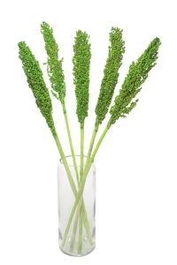 Suszone sorgo zielone ~5 szt. - suszone trawy