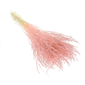 Dried pink Lepidium (garden cress) - bunch