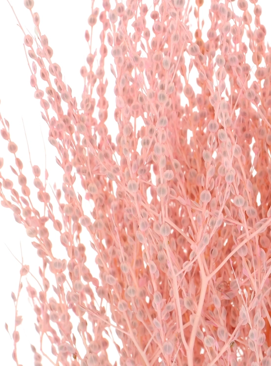 Dried pink Lepidium (garden cress) - bunch