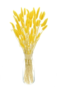 Dried yellow Lagurus - bunny tail grass ~60 stems