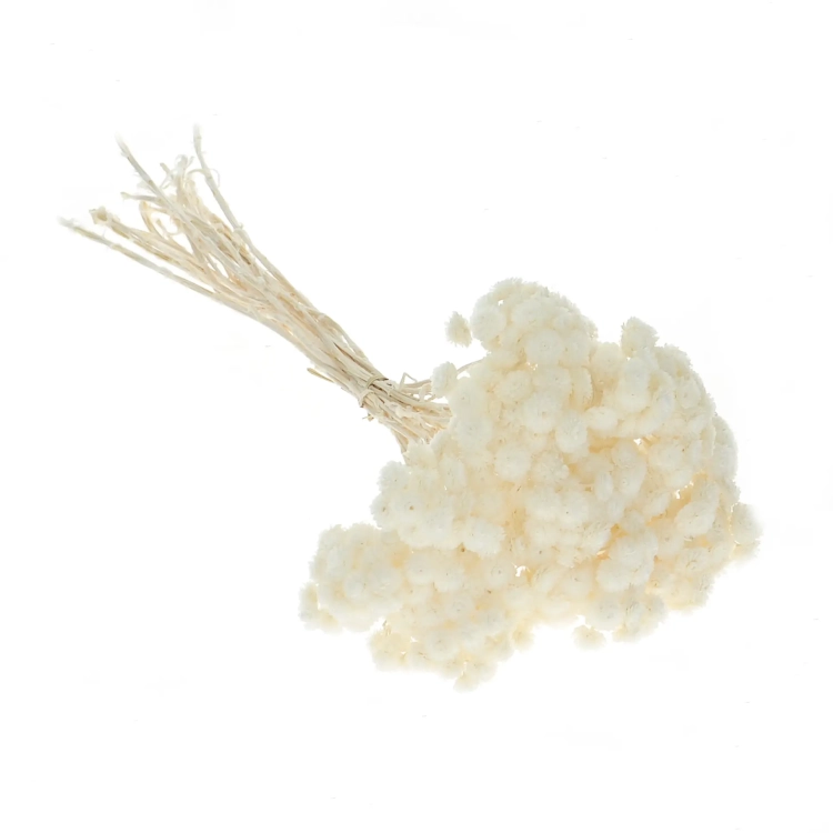 Dried white dwarf everlast (immortelle, Helichrysum) - bunch