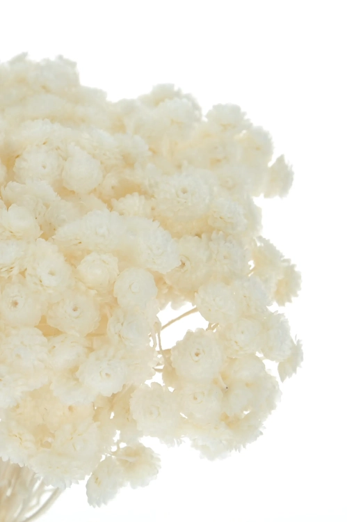 Dried white dwarf everlast (immortelle, Helichrysum) - bunch