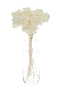 Dried white dwarf everlast (immortelle, Helichrysum) - bunch