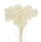 Dried white dwarf everlast (immortelle, Helichrysum) - bunch