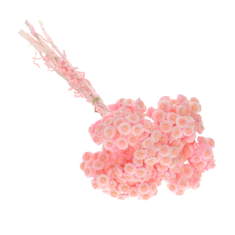Dried pink dwarf everlast (immortelle, Helichrysum) - bunch