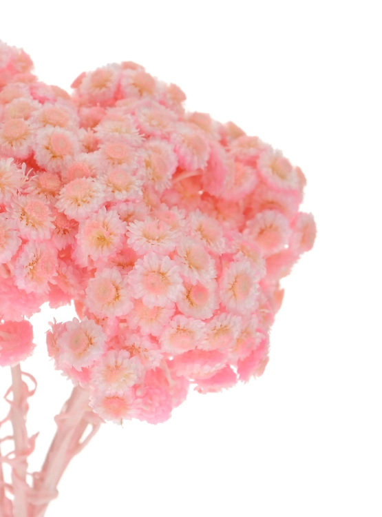 Dried pink dwarf everlast (immortelle, Helichrysum) - bunch