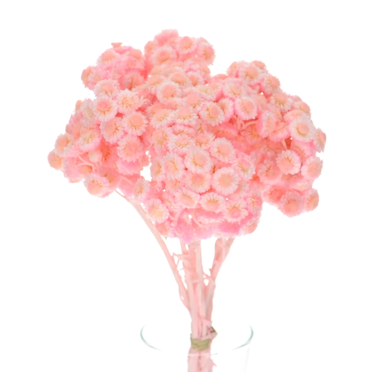 Dried pink dwarf everlast (immortelle, Helichrysum) - bunch