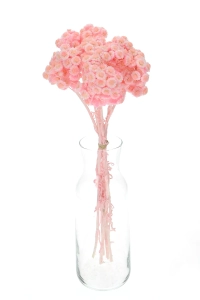 Dried pink dwarf everlast (immortelle, Helichrysum) - bunch