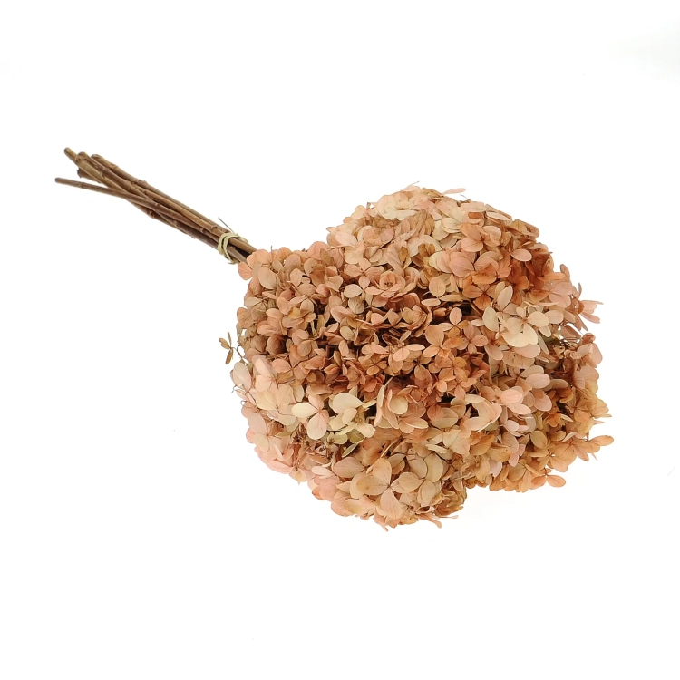 Preserved natural Hydrangea