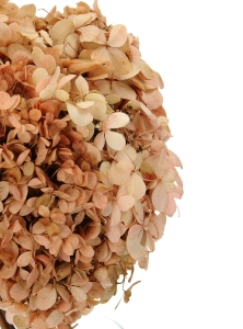 Preserved natural Hydrangea