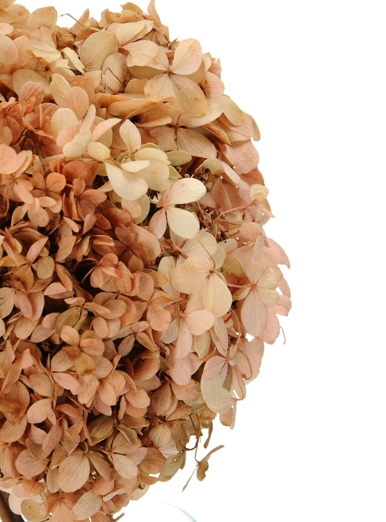 Preserved natural Hydrangea