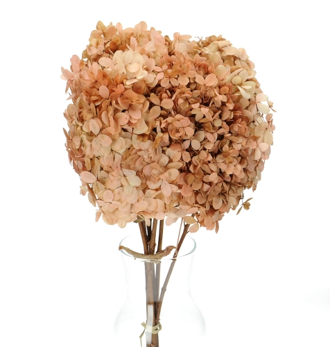 Preserved natural Hydrangea