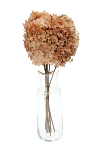 Preserved natural Hydrangea