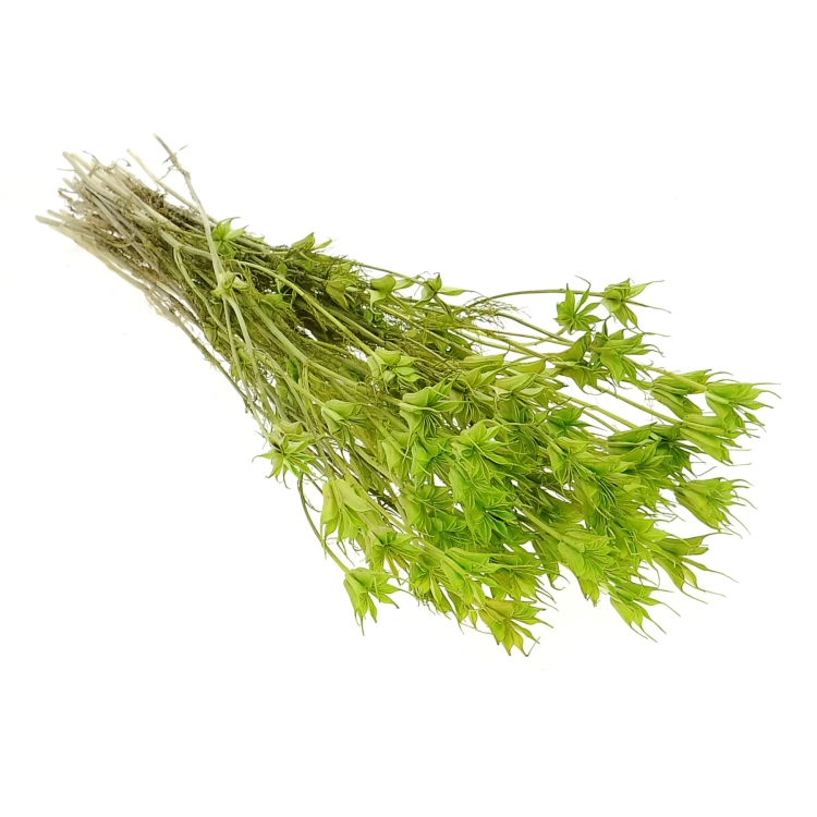 Suszona czarnuszka orientalna (Nigella) zielona - bukiet