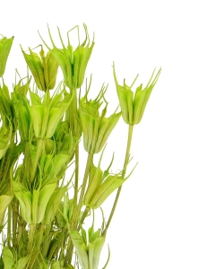 Suszona czarnuszka orientalna (Nigella) zielona - bukiet