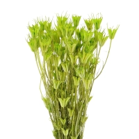 Dried green Nigella orientalis - bunch  