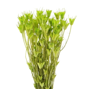 Suszona czarnuszka orientalna (Nigella) zielona - bukiet
