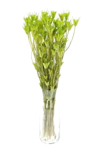 Suszona czarnuszka orientalna (Nigella) zielona - bukiet