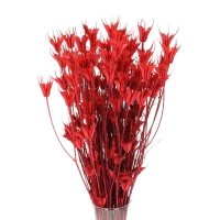 Dried red Nigella orientalis - bunch