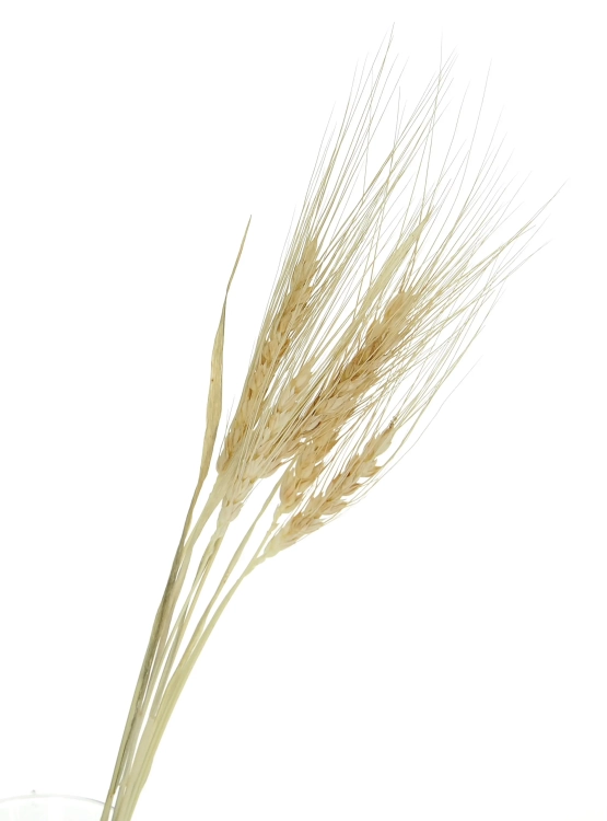 Dried bleached persian Wheat - bunch ~100 pcs