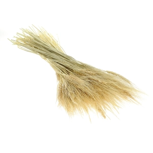 Dried bleached persian Wheat - bunch ~100 pcs