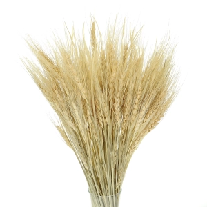 Dried bleached persian Wheat - bunch ~100 pcs