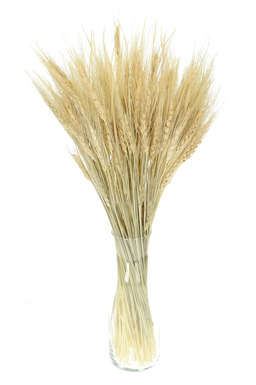 Dried bleached persian Wheat - bunch ~100 pcs