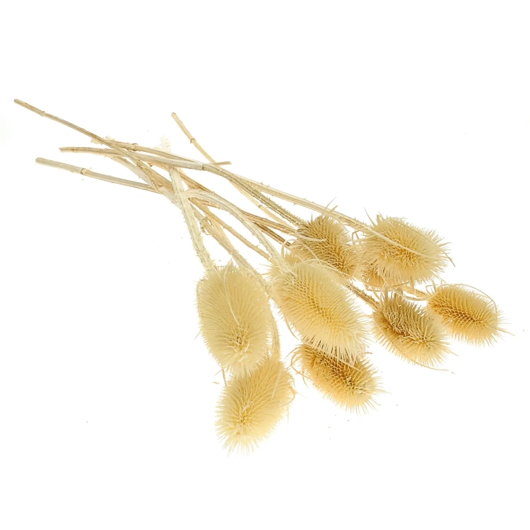 Dried bleached thistle - dipsacus ~10 pcs.