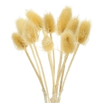 Distel, gebleicht - Strauß ~10 Stk. - Trockenblumen