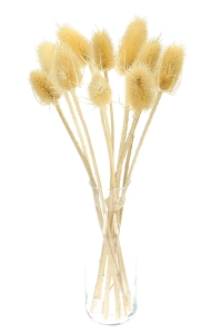 Dried bleached thistle - dipsacus ~10 pcs.