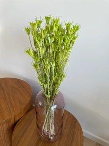 Suszona czarnuszka orientalna (Nigella) zielona - bukiet