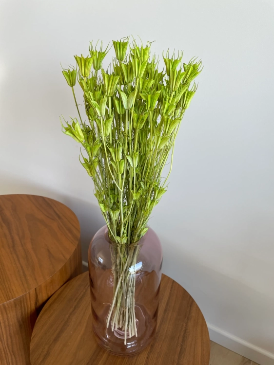 Suszona czarnuszka orientalna (Nigella) zielona - bukiet