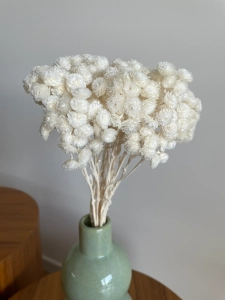 Dried white dwarf everlast (immortelle, Helichrysum) - bunch