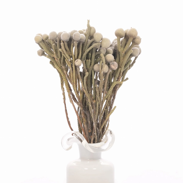 Dried Brunia - bunch - dried flowers
