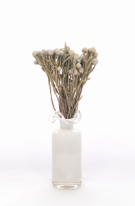 Dried Brunia - bunch - dried flowers
