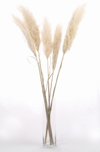 Pampasgras, ecru 115 cm