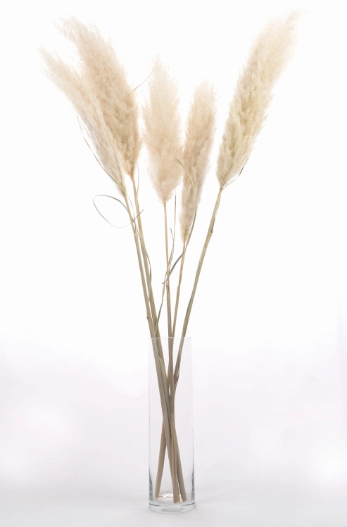 Dried pampas grass ecru 115 cm