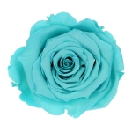 Everlasting rose (preserved) turquoise - large