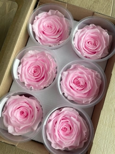 Everlasting rose (preserved) neon pink - large