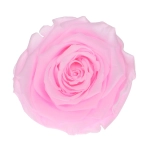 Everlasting rose (preserved) neon pink - large