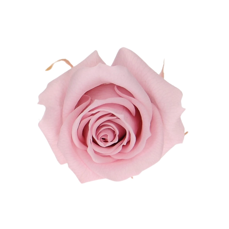 Everlasting rose (preserved) pink - small