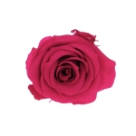 Everlasting rose (preserved) fuchsia - small