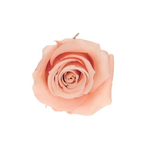 Everlasting rose (preserved) peach - small