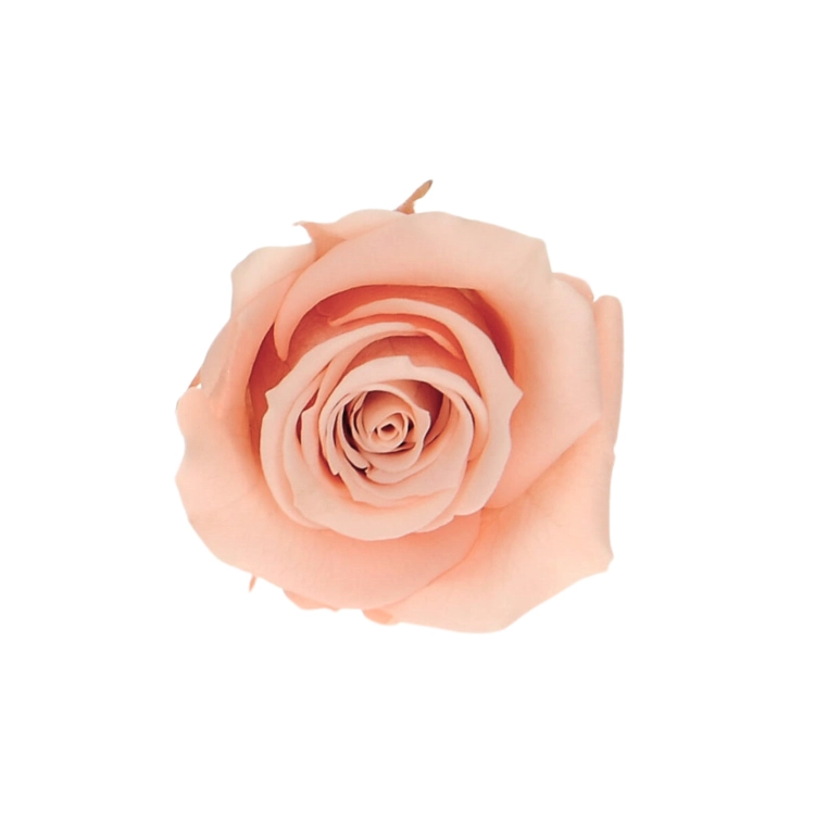 Everlasting rose (preserved) peach - small